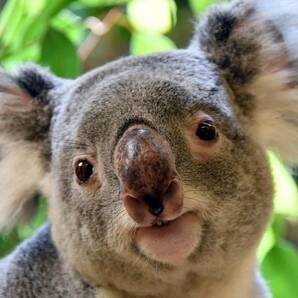 ALT - Un koala dans un arbre.