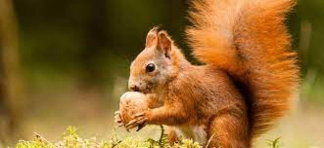 ALT - Ecureuil lors de son repas