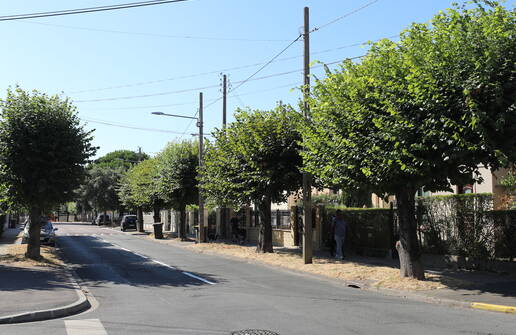 Photo de Élagage d’été : nos arbres se refont une beauté pour la rentrée !