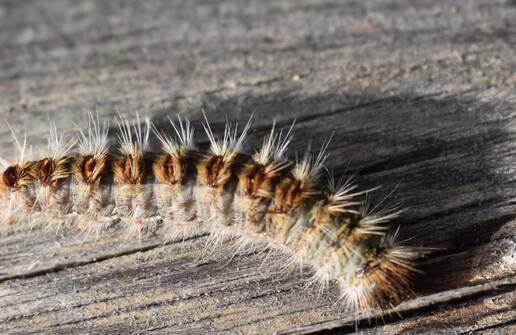 Photo de Présence de chenilles processionnaires 🐛