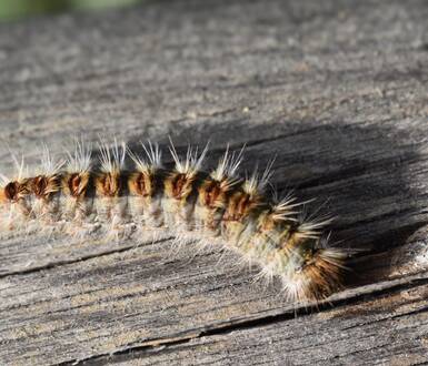 Photo de Présence de chenilles processionnaires 🐛