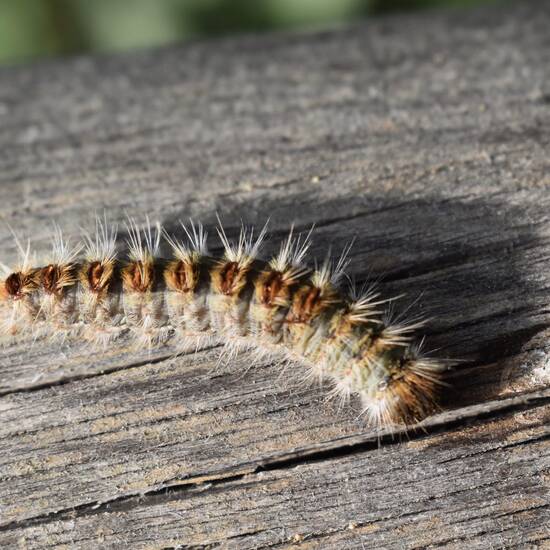 Photo de Présence de chenilles processionnaires 🐛